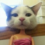 [유머] <b>캣우먼</b>.jpg