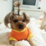 [쫑이네] 쫑이이모 조카 강산이네3