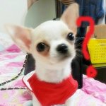 [쫑이네] 쫑이이모 조카 강산이네4
