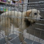 [뽀미] 목조여 죽어가던 연이 살아났어요-<b>임보</b>*입양처 찾습니다