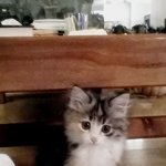 [꽃님풀잎] 왕눈이 <b>미묘</b> 노르웨이 숲  꽃님이를 소개합니다