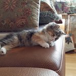 [꽃님풀잎] 왕눈이 놀숲 꽃님이에요(2)