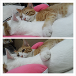 [2냥이] 귀여움<b>주의</b>사랑스러운2냥이#01