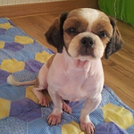 [입양홍보] 사지말고 입양하세요-길이