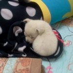 kbs에서 취재하고 가셨습니다)(<b>cctv</b>첨부)동물 학대범 잡을수...