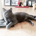 [탄천필근] [탄천필근] 우다다닥 고양이 네마리