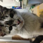 -서울-  3개월된 <b>순</b><b>딩</b>이길냥이 분양합니다
