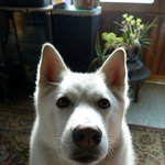 [허스키<b>심바</b>] 잘웃는 멍멍이 <b>심바</b>의 산책일기