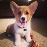 웰시<b>코기</b>의 귀여운 일상 모음