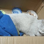 고양이 교통사고ㅠㅠ