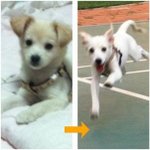 [개님쭈뿌] [2탄]  폭풍성장 개님 쭈뿌 (스압주의)