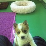 [입양홍보] 사지말고 입양하세요-<b>영희</b>와철수