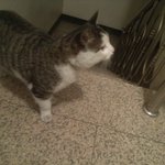 <b>길</b>을잃어버린 고양이..