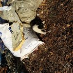 강아지를 주웠습니다.