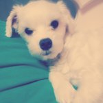 [EXO] 뜬금없이미안한데우리<b>집개</b>