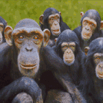 [식인종4탄] 닭과 식인종4탄 영국왕실에 초대를 받은 닭아짐마?