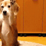 귀여워를 연발 하게되는 동물 움짤.<b>gif</b>