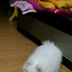 [아롱] [아롱] 사람인척 하는 아롱 3탄