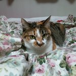 [성숙고양이] <b>셀프</b> 5탄 : 사진을 중심으로