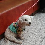 울산<b>남구</b>신정2동남산사우나근처 푸들잃어버리신분 꼭봐주세요!!!