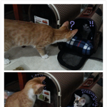 [2냥이] 귀여움주의사랑스러운2냥이#03