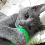 [꼭댓글부탁] 고양이 무는버릇..<b>please</b>