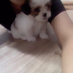 [안녕자두야] 저희집막내자두를소개합니당.