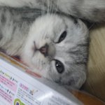 사랑스런우리개똥이 스코티쉬<b>폴드</b>