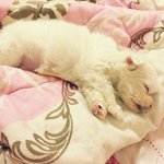 2달된 말티즈 분양받으실분 있으세요?ㅠㅠ