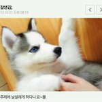 [EXO] 근데 <b>개도</b> 무시하면 안돼요