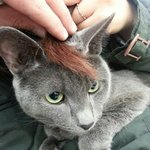 개 vs 고양이 / /<b>순수</b>하게 누가 더 귀여운지 투표좀 부탁드려요...