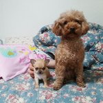 [애완동물] 우리 새가족 치와와를 소개해요~~~