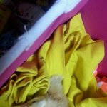 [삐야긱] 태어난지몇시간된끼약이예<b>요도</b>와주세요1!!!!!