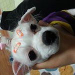 언니의 <b>반전</b>