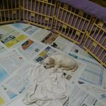 우리집<b>복덩이</b> 한번구경하고가세요 ㅎ