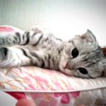 [고양이] 새로운 가족 <b>통이</b>와 라이~