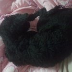 [송봉달이] 우리집 개양이 개봉달 이야기 (2)