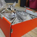 [고양이] <b>땅콩</b>같은 고양이의 일상이야기
