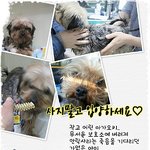 [입양홍보] 사지말고 입양하세요-<b>미미</b>