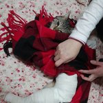 [도와주세요] 갑자기 밖에서 다쳐서 온 우리 냥이 치료할수있게 도와주세요