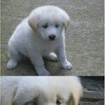 [인피니트] 안녕하세여 규규<b>요미</b>입니다