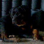 <b>케인</b>크로소 견주 찾습니다.