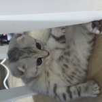 <b>개똥</b>이2탄ᆢ스코티쉬폴드우리냥이