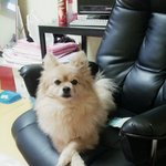 [<b>포</b><b>메</b>교배] 딸램이시집보내려구요~