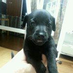 [미니핀두봉] 올블랙미니핀두봉이 <b>아가시절</b>