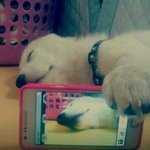[유머] 개<b>허세</b>.jpg