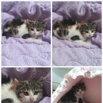 창고에서 구조된 작고 여린 아<b>깽이</b>ㅠㅠ 이브가 좋은 가족을 만날수...