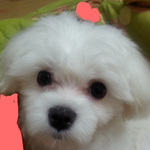 [도와주세요] 강아지를잃아버렸어요..한번만봐주세요 ㅠㅠ