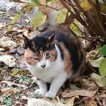 [김<b>야옹</b>이] 길고양이엄마 김야옹이