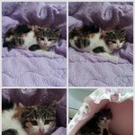 [인어공주] 마트 창고에서 구조된 가여운 아깽이 이브